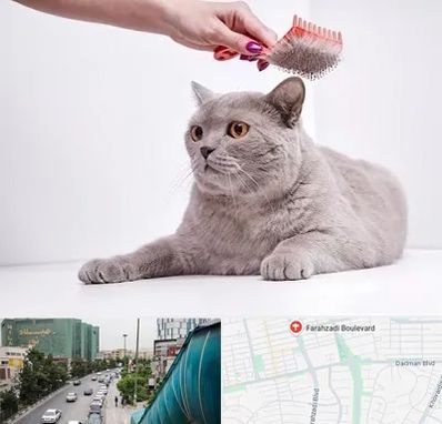 آرایشگاه گربه در بلوار فرحزادی