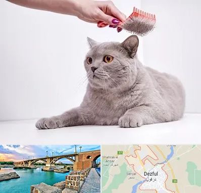 آرایشگاه گربه در دزفول