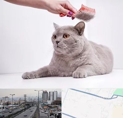 آرایشگاه گربه در بلوار ارتش