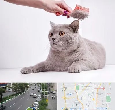 آرایشگاه گربه در ستارخان 