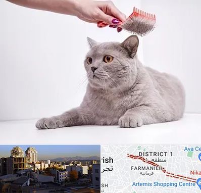 آرایشگاه گربه در فرمانیه