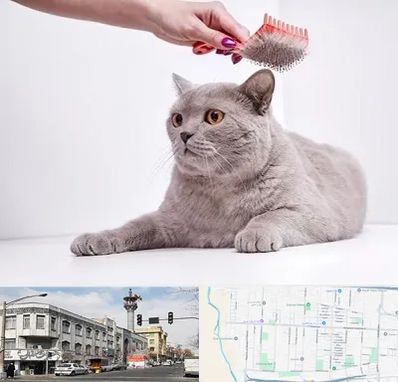 آرایشگاه گربه در 17شهریور