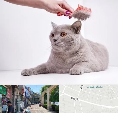 آرایشگاه گربه در خیابان قزوین
