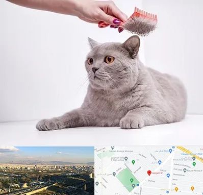 آرایشگاه گربه در هنگام