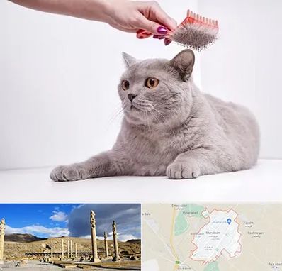 آرایشگاه گربه در مرودشت
