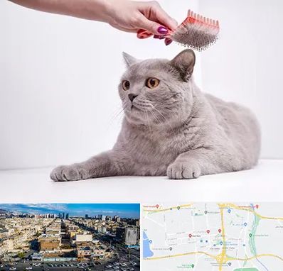 آرایشگاه گربه در شهرک راه آهن