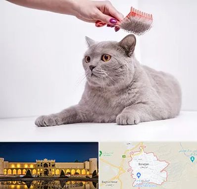 آرایشگاه گربه در برازجان