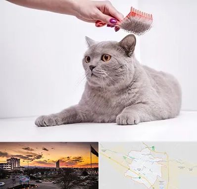 آرایشگاه گربه در قوچان