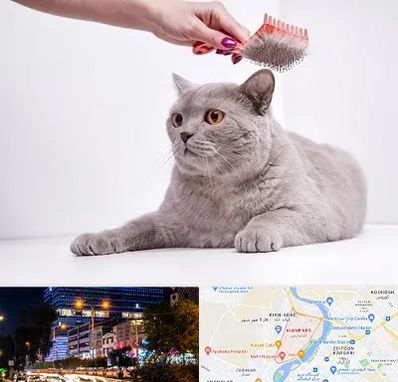 آرایشگاه گربه در کیانپارس اهواز