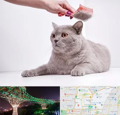 آرایشگاه گربه در منطقه 3 تهران