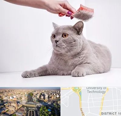 آرایشگاه گربه در استاد معین 