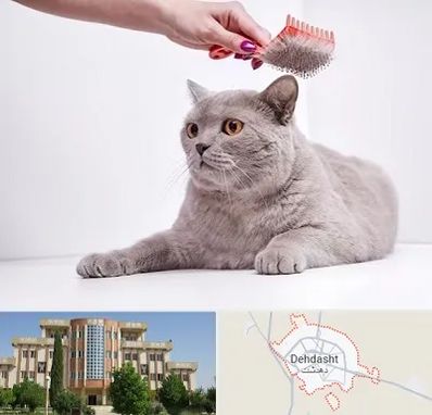 آرایشگاه گربه در دهدشت