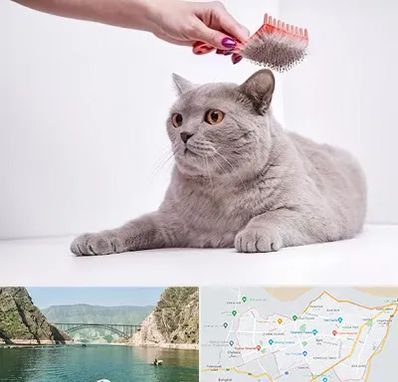 آرایشگاه گربه در ایلام