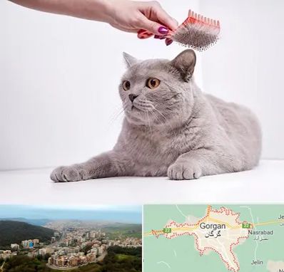 آرایشگاه گربه در گرگان