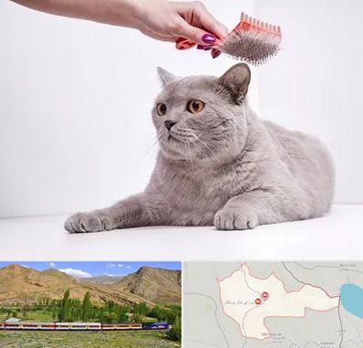 آرایشگاه گربه در خاش