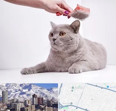 آرایشگاه گربه در ازگل