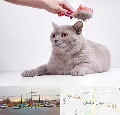 آرایشگاه گربه در میدان خراسان