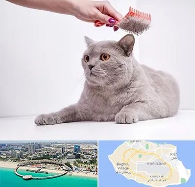 آرایشگاه گربه در کیش