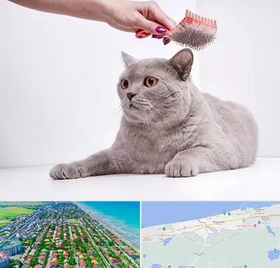 آرایشگاه گربه در فریدونکنار