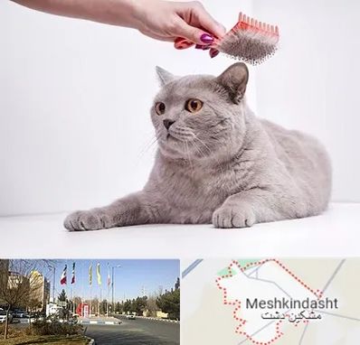 آرایشگاه گربه در مشکین دشت