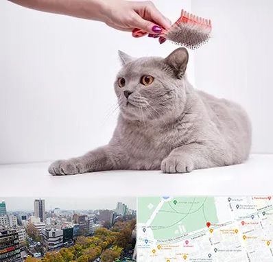 آرایشگاه گربه در بلوار کشاورز