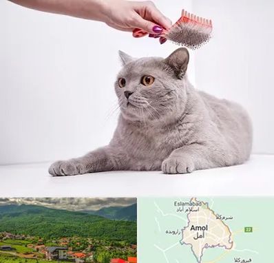 آرایشگاه گربه در آمل