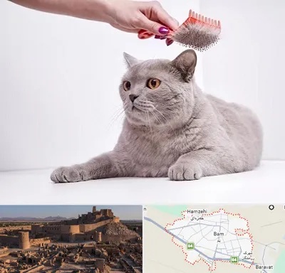 آرایشگاه گربه در بم