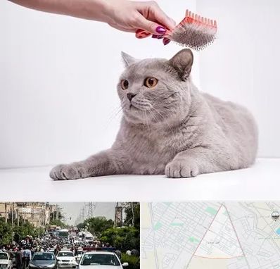 آرایشگاه گربه در سیدی مشهد
