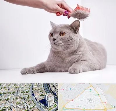 آرایشگاه گربه در قاسم آباد مشهد