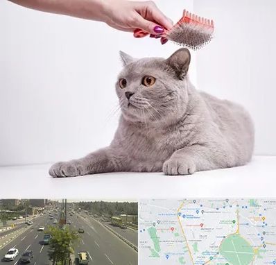 آرایشگاه گربه در منطقه 17 تهران