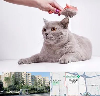 آرایشگاه گربه در آپادانا