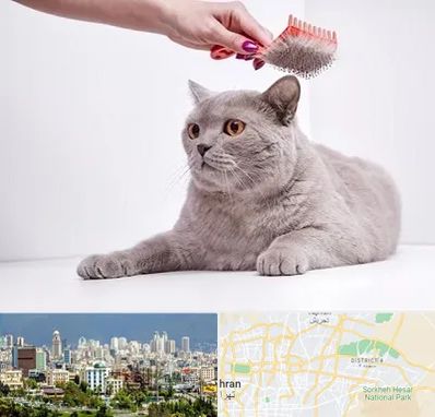 آرایشگاه گربه در شرق تهران 