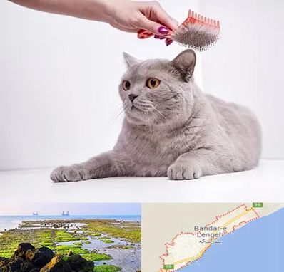 آرایشگاه گربه در بندرلنگه