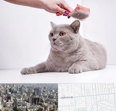 آرایشگاه گربه در جیحون