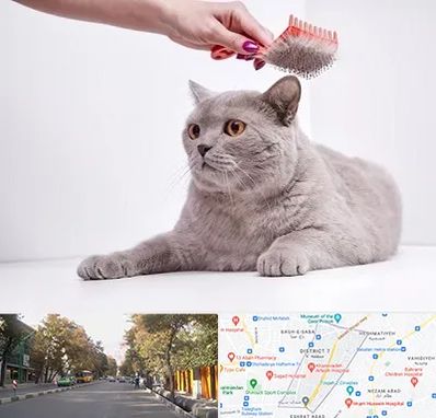 آرایشگاه گربه در شریعتی