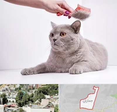 آرایشگاه گربه در جماران