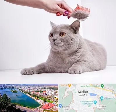 آرایشگاه گربه در لاهیجان