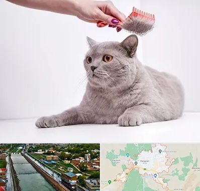 آرایشگاه گربه در مراغه