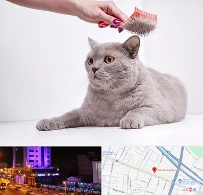 آرایشگاه گربه در آبرسان تبریز