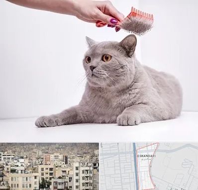 آرایشگاه گربه در اسکندری