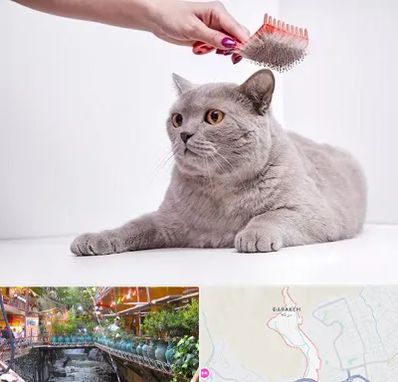 آرایشگاه گربه در درکه