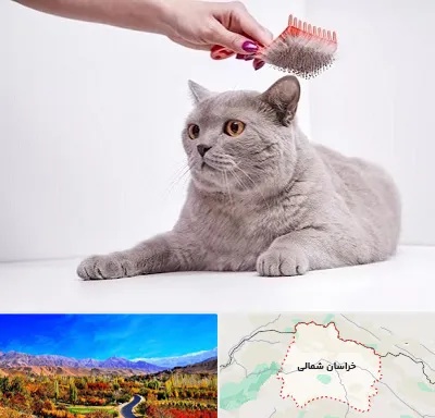 آرایشگاه گربه در خراسان شمالی