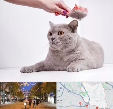 آرایشگاه گربه در ولیعصر ارومیه