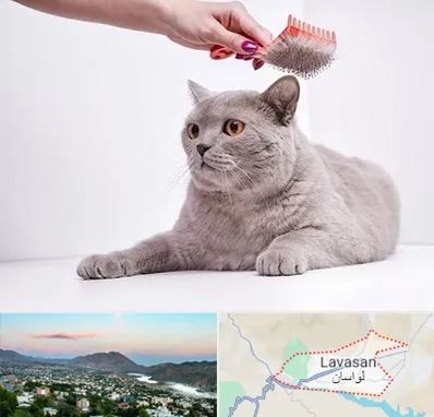 آرایشگاه گربه در لواسان