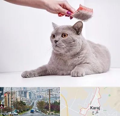 آرایشگاه گربه در گوهردشت کرج