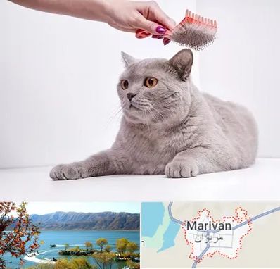 آرایشگاه گربه در مریوان
