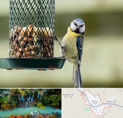 فروشگاه غذای پرندگان در دورود