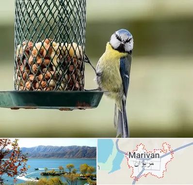فروشگاه غذای پرندگان در مریوان