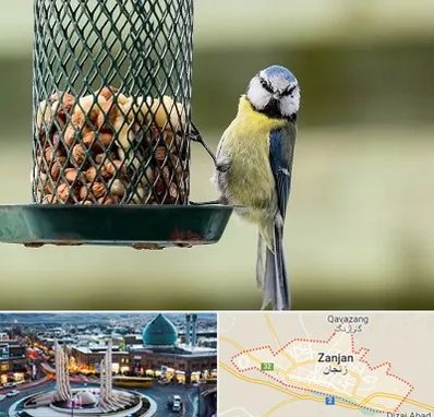 فروشگاه غذای پرندگان در زنجان