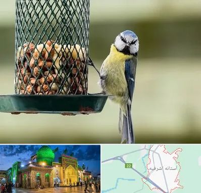 فروشگاه غذای پرندگان در آستانه اشرفیه